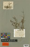Antirrhinum bipartitum Vent. [family SCROPHULARIACEAE]