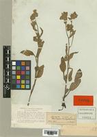 Symphytum brachycalyx Boiss. [family BORAGINACEAE]