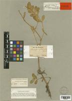 Bucholzia philoxeroides Mart. [family AMARANTHACEAE]