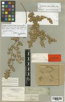 Guilleminea densa Moq. [family AMARANTHACEAE]
