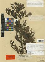 Schinus terebinthifolius Engl. var. raddianus [family ANACARDIACEAE]