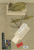 Isotype of Faramea langlassei Standl. [family RUBIACEAE]