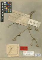 Isolectotype of Asteriscus paui Caball. [family COMPOSITAE]