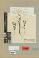 Isolectotype of Pegolettia senegalensis Cass. [family COMPOSITAE]