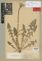 Isolectotype of Taraxacum retroflexiforme M. P. Christ. & Wiinst. [family COMPOSITAE]