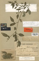Type of Solanum curtipes Bitter [family SOLANACEAE]