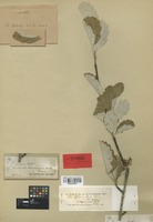 Syntype of Sorbus persica Hedl. [family ROSACEAE]