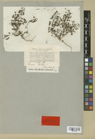 Isosyntype of Veronica campylopoda Boiss. [family SCROPHULARIACEAE]