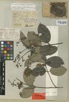 Isotype of Banisteria gardneriana A. Juss. f. blanchetiana Nied. [family MALPIGHIACEAE]