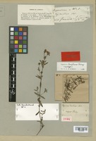 Neotype of Hypericum brasiliense Choisy [family GUTTIFERAE]