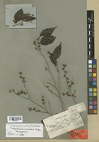 Isotype of Ampelocera crenulata Urb. [family ULMACEAE]