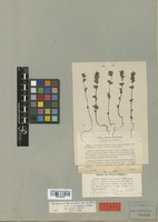 Syntype of Euphrasia tatrae Wettst. [family SCROPHULARIACEAE]