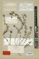 Lectotype of Linaria anticaria Boiss. & Reut. [family SCROPHULARIACEAE]