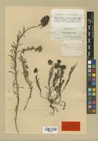 Type of Linaria melanantha Boiss. & Reut. [family SCROPHULARIACEAE]