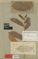Type of Pterospermum burmannianum Hochr. [family BYTTNERIACEAE]