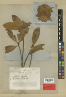Isotype of Symplocos cuneata Thwaites [family SYMPLOCACEAE]