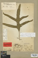 Lectotype of Polypodium scolopendria Burm. f. [family POLYPODIACEAE]