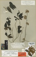 Isolectotype of Casearia eriophora Griseb. [family FLACOURTIACEAE]