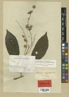 Isotype of Homalium eurypetalum S. F. Blake [family FLACOURTIACEAE]