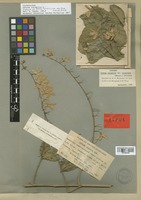 Isotype of Petrea volubilis L. var. albiflora (Standl.) Moldenke [family VERBENACEAE]