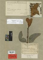 Isotype of Loranthus baumii Engl. & Gilg [family LORANTHACEAE]