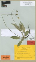 Isotype of Hieracium schmidtii Tausch subsp. crinitisquamum Gottschl. [family COMPOSITAE]