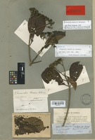 Isolectotype of Chimarrhis hookeri K. Schum. [family RUBIACEAE]
