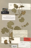 Lectotype of Alchemilla glomerulans Buser [family ROSACEAE]