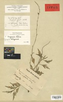 Isotype of Oxygonum junodii De Wild. [family POLYGONACEAE]
