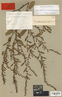 Isotype of Rumex wachterianus Danser [family POLYGONACEAE]