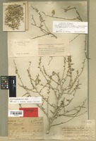 Type of Salsola drummondii Ulbr. [family CHENOPODIACEAE]