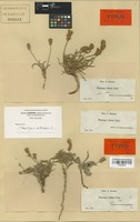 Lectotype of Plantago albicans L. var. nana Boiss. [family PLANTAGINACEAE]
