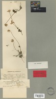 Isotype of Anemone gortschakowii Kar. & Kir. [family RANUNCULACEAE]