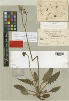 Hieracium pallidum Zahn var. tattonicum [family ASTERACEAE]