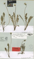 Lectotype of Taraxacum fulviforme Dahlst. f. achyrocarpum Soest [family COMPOSITAE]