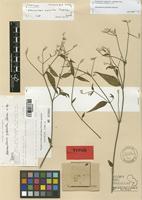 Alternanthera piptantha Pedersen [family AMARANTHACEAE]