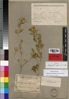 Type of Hygrophila affinis Lindau [family ACANTHACEAE]