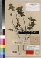 Type of Phaulopsis inaequalis Pic. Serm. [family ACANTHACEAE]