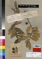 Isotype of Ficus antithetophylla A. Rich. [family MORACEAE]
