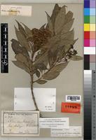 Isotype of Nuxia usambarensis Gilg [family BUDDLEJACEAE]