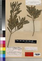 Isotype of Nesogordonia pachyneura L. C. Barnett [family STERCULIACEAE]