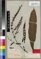 Syntype of Rumex camptodon Rech. f. [family POLYGONACEAE]