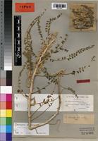 Isotype of Astragalus gombo Bunge [family FABACEAE]