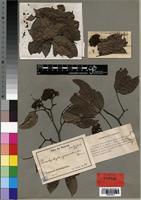 Isotype of Brachystegia cynometroides Harms [family CAESALPINIACEAE]