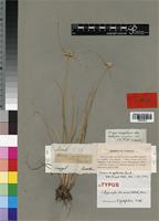 Isotype of Scirpus senegalensis Lam. [family CYPERACEAE]