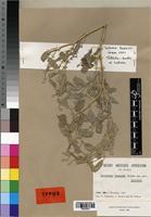 Type of Tephrosia kassasii Boulos [family FABACEAE]