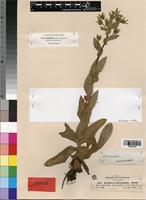 Isotype of Alepidea peduncularis A. Rich. [family APIACEAE]