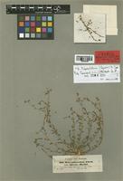 Haplophyllum tuberculatum Boiss. [family RUTACEAE]