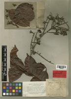 Paullinia tricornis Radlk. [family SAPINDACEAE]