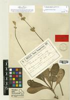 Froelichia chacoensis Chodat [family AMARANTHACEAE]